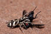 zebraspin (salticus scenicus)